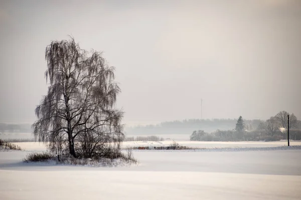 Zimny poranek w polu w zimie — Zdjęcie stockowe