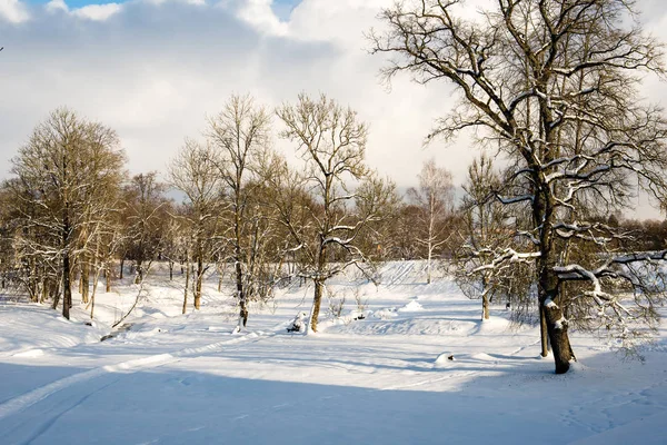 Parque de inverno na manhã fria com neve — Fotografia de Stock