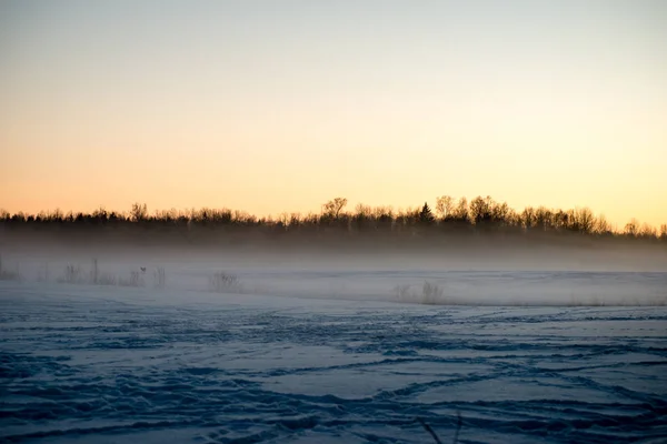 Kışın soğuk sabah alanında — Stok fotoğraf