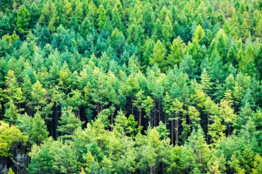 Karpatlar görünümünde renkli kırsal