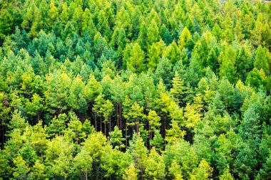 Karpatlar görünümünde renkli kırsal