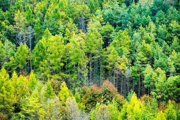 Karpatlar görünümünde renkli kırsal — Stok fotoğraf