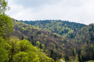 Karpatlar görünümünde renkli kırsal