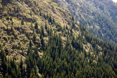 Karpatlar görünümünde renkli kırsal