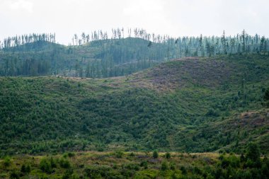 Karpatlar görünümünde renkli kırsal