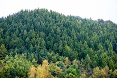 Karpatlar görünümünde renkli kırsal