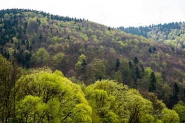 Karpatlar görünümünde renkli kırsal