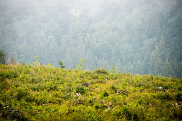 Colorful countryside view in carpathians — Stock Photo, Image