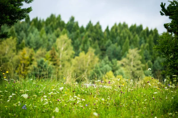 Colorful countryside view in carpathians — Stock Photo, Image