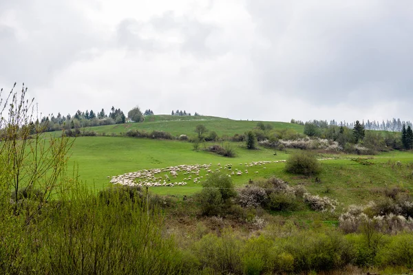 Colorful countryside view in carpathians with sheep — Stock Photo, Image