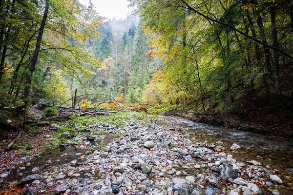 Sonbaharda dağ nehri — Stok fotoğraf