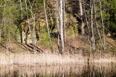 Yaz aylarında ağaçların dağ nehir yansımalar 
