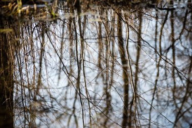 Yaz aylarında ağaçların dağ nehir yansımalar