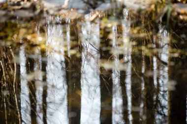 Yaz aylarında ağaçların dağ nehir yansımalar