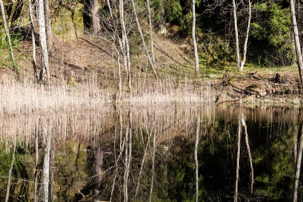 Reflets d'arbres dans la rivière de montagne en été — Photo