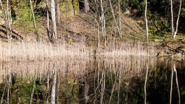 Yaz aylarında ağaçların dağ nehir yansımalar 