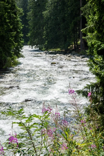 Río de montaña en verano — Foto de Stock