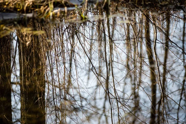 Reflecties van bomen in de rivier van de berg in de zomer — Stockfoto