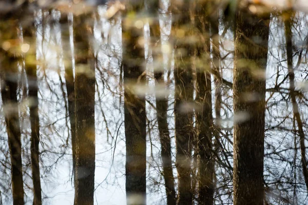 Reflexões de árvores em rio de montanha em verão — Fotografia de Stock