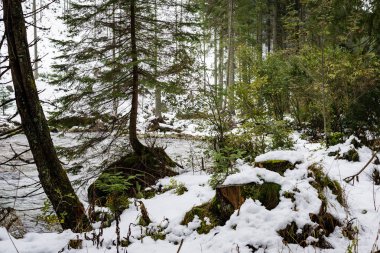 Kışın kar ağaçlarda