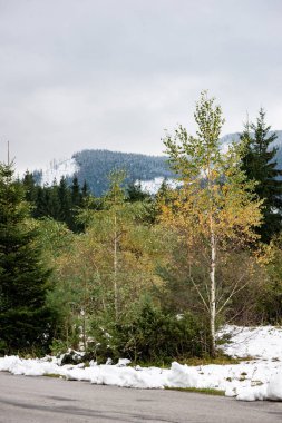 Kışın kar ağaçlarda