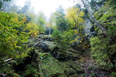 ağaçlar gökyüzüne için derin mağara görüntüleyin