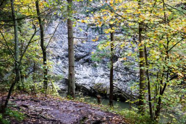 sonbahar renkleri, ağaçlar