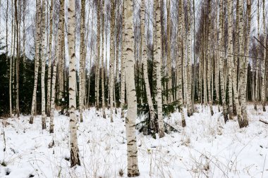 Huş ağaçları kış karda