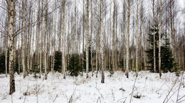 Huş ağaçları kış karda