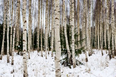 Huş ağaçları kış karda