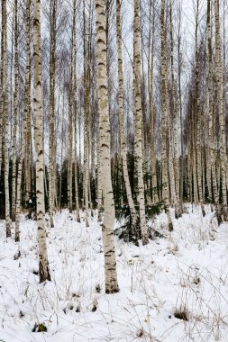 Huş ağaçları kış karda