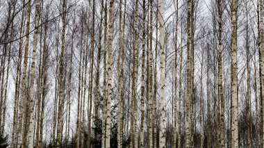 Huş ağaçları kış karda
