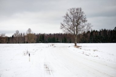 Huş ağaçları kış karda
