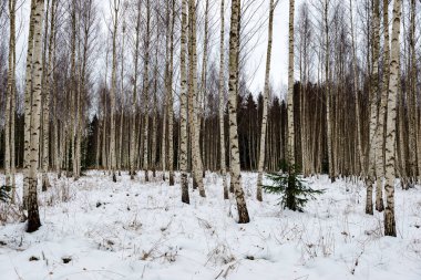 Huş ağaçları kış karda