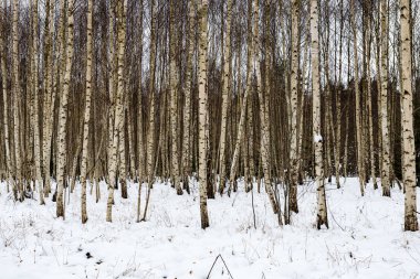 Huş ağaçları kış karda