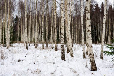 Huş ağaçları kış karda