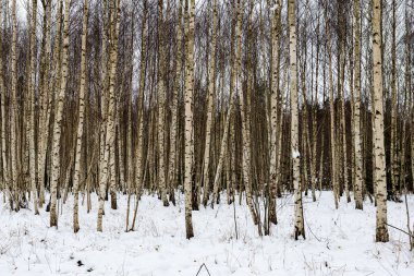 Huş ağaçları kış karda