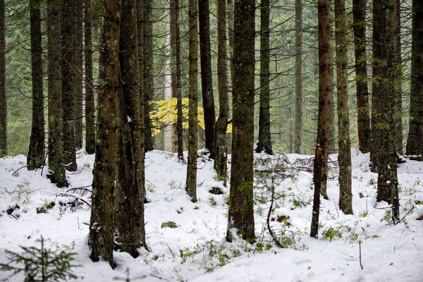 Arbres en hiver neige — Photo