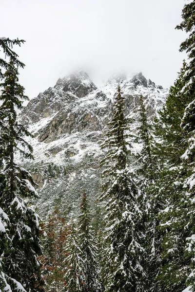 Stromy v zimě sněhem — Stock fotografie