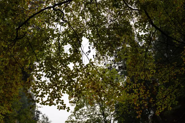 Alberi nei colori autunnali — Foto Stock