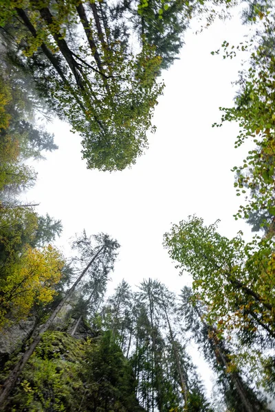 Vista de caverna profunda para o céu através de árvores — Fotografia de Stock