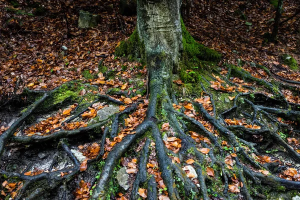 Racines d'arbres au-dessus du sol en couleurs d'automne — Photo