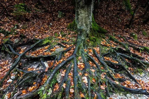 Raíces de árboles sobre el suelo en colores otoñales —  Fotos de Stock