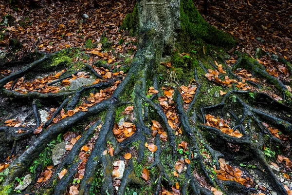 Kořeny stromů nad zemí v barvách podzimu — Stock fotografie