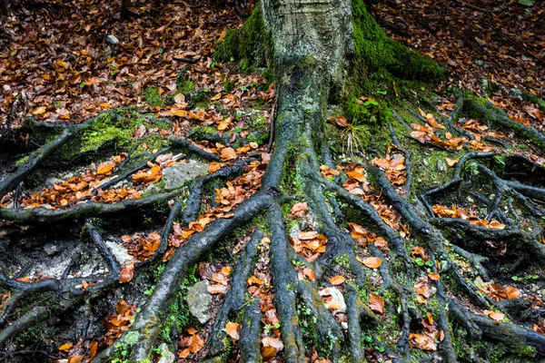 秋色地上的树根 — 图库照片