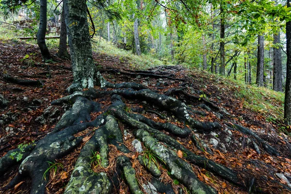 Kořeny stromů nad zemí v barvách podzimu — Stock fotografie