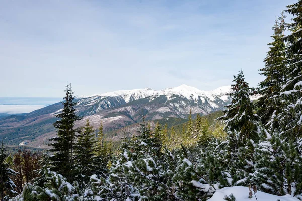 Bäume im Winterschnee — Stockfoto