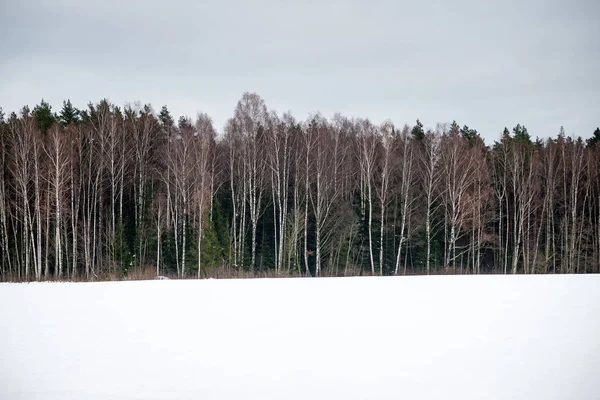 Bouleaux dans la neige d'hiver — Photo