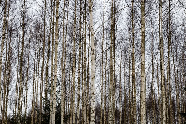 Bouleaux dans la neige d'hiver — Photo