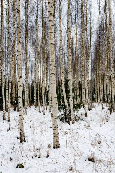 Bétulas na neve de inverno — Fotografia de Stock